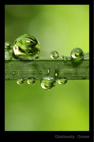 Gloriously Green.jpg
